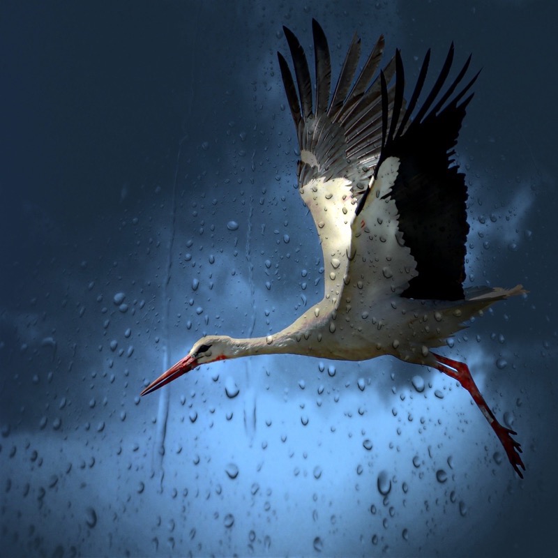 Stork
