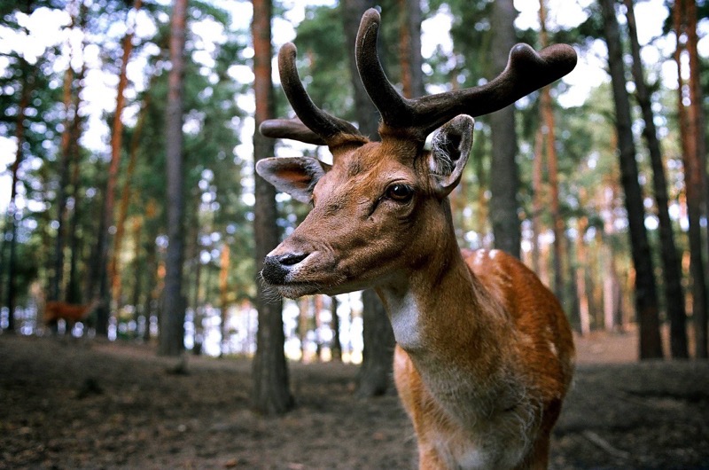 Forest Deer